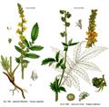 غافث - معرفی و خواص گیاهان دارویی